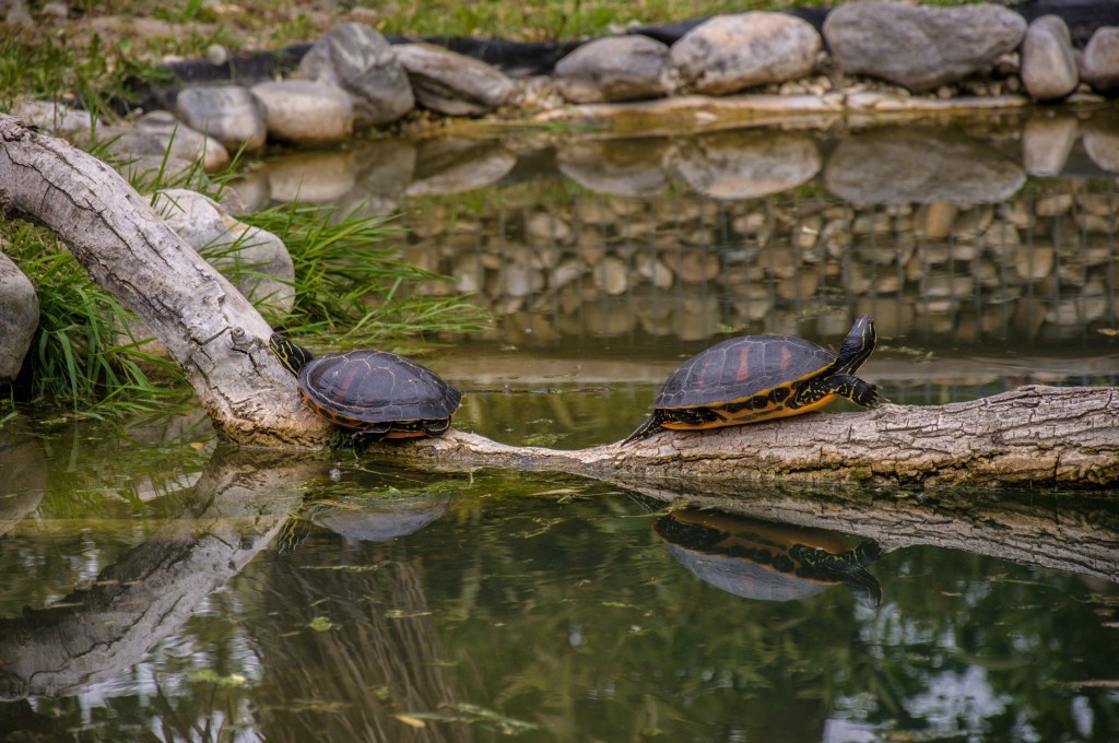 Черепахи в ботанічному саду Хіршштеттен