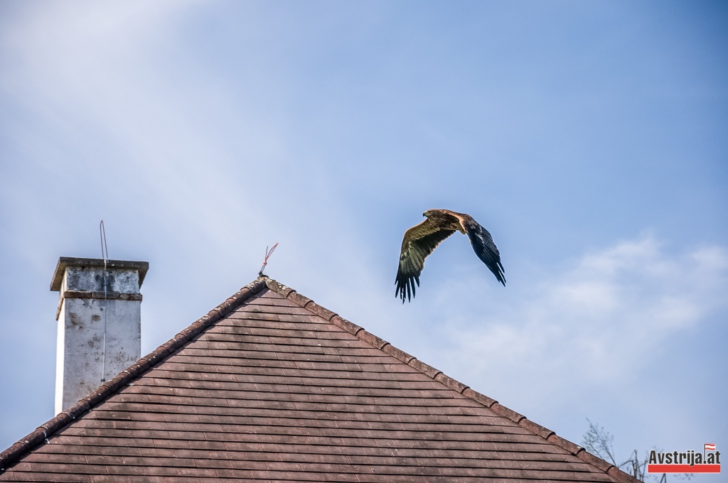 Орел над дахом замку Вальдрайхс