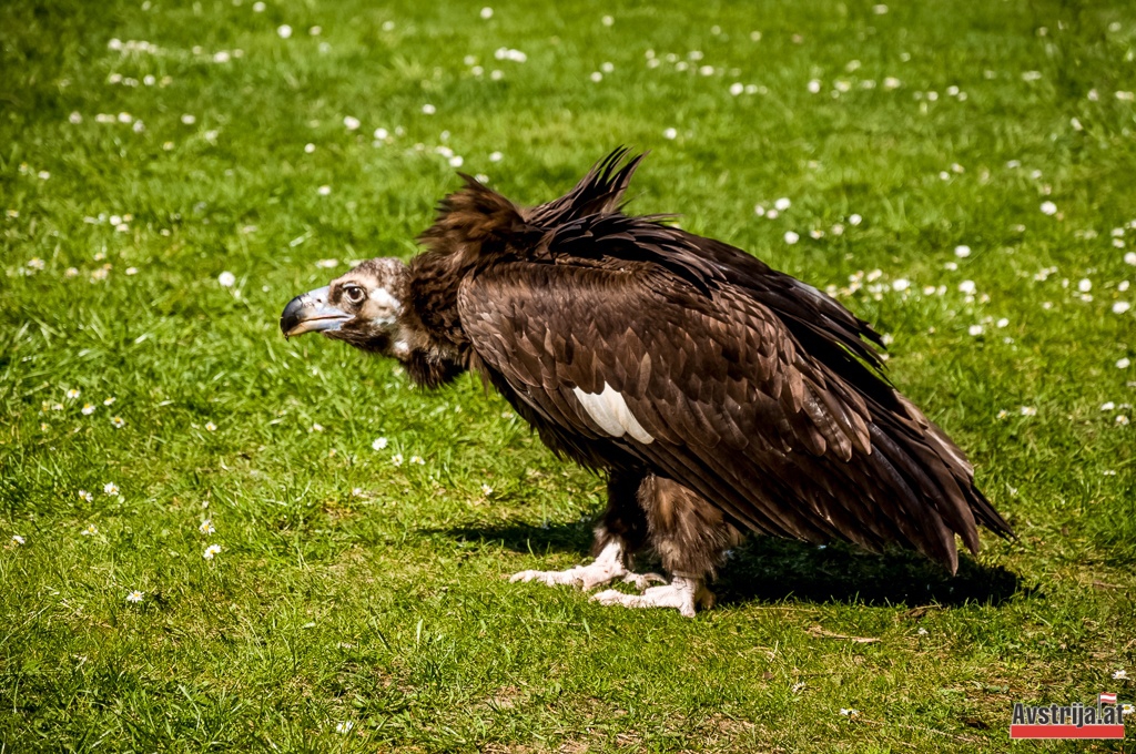 Стервятник во время демонстрации хищных птиц в замке Вальдрайхс