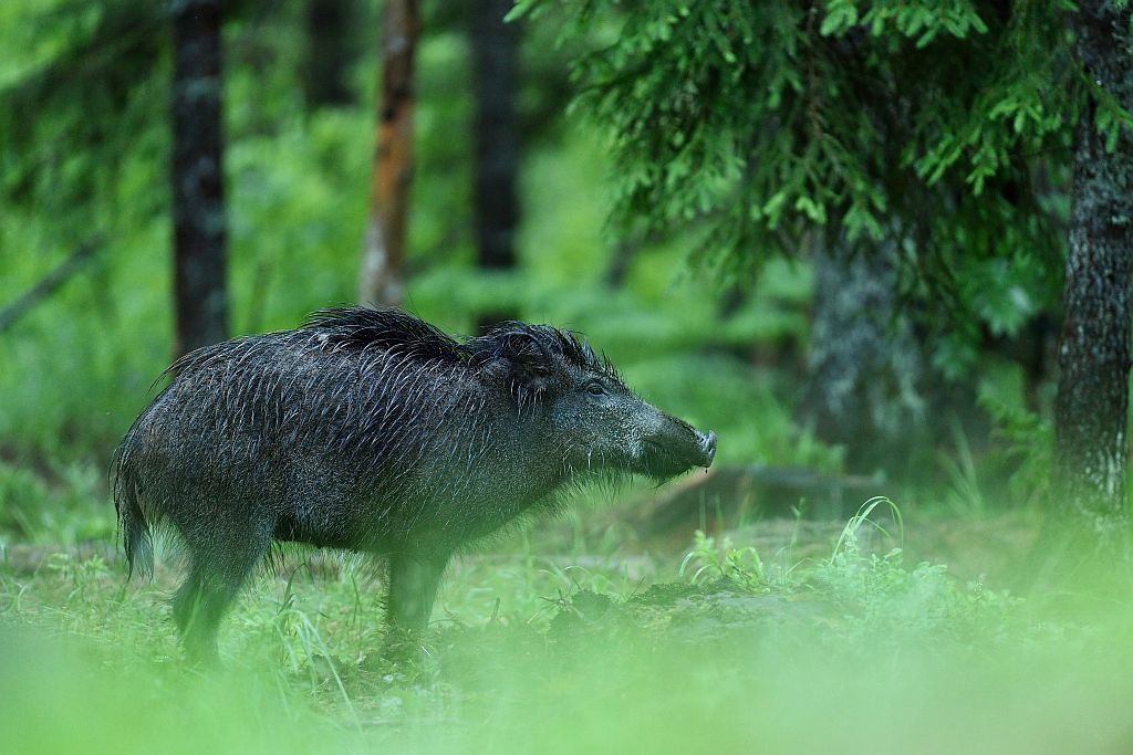 Дикий кабан в венском парке